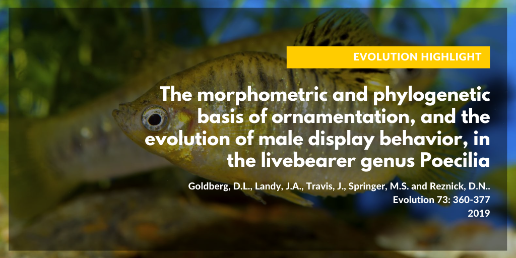 Ornamentation and display behavior in poecilia