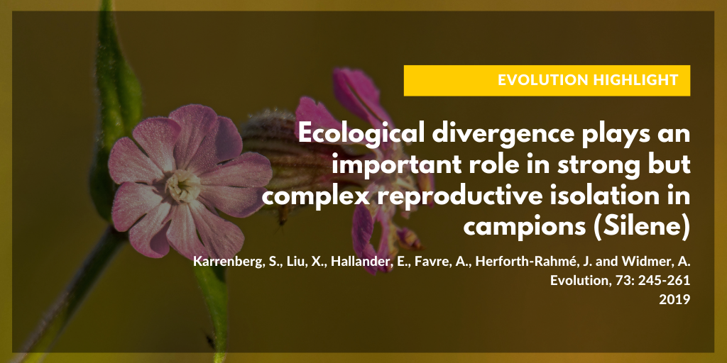 ecological divergence in campions (silene)